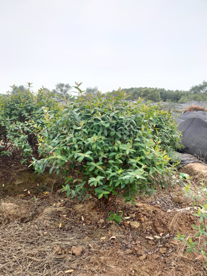 金丝桃毛球、金丝桃色块小苗基地直发包成活