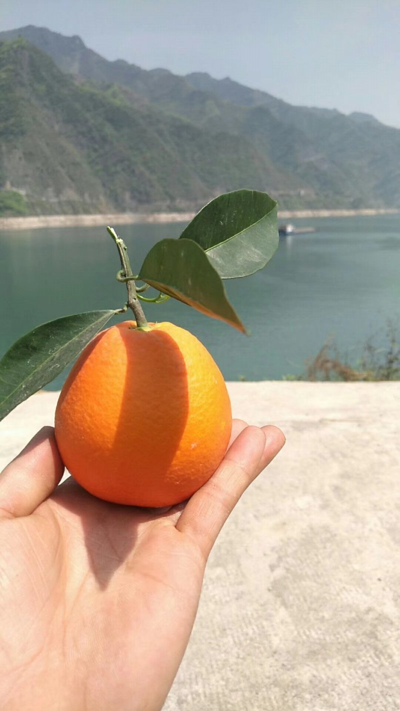 甜橙，纽荷尔，血橙，伦晚，夏橙自家果园，无中间商。