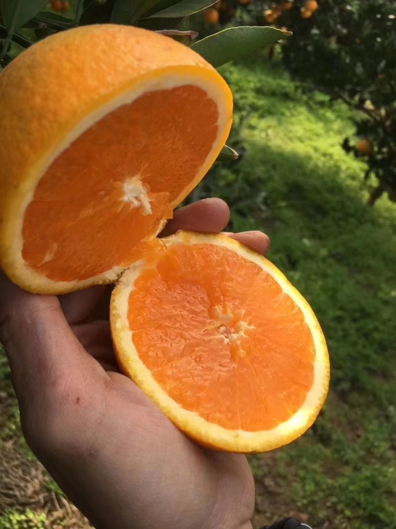 甜橙，纽荷尔，血橙，伦晚，夏橙自家果园，无中间商。