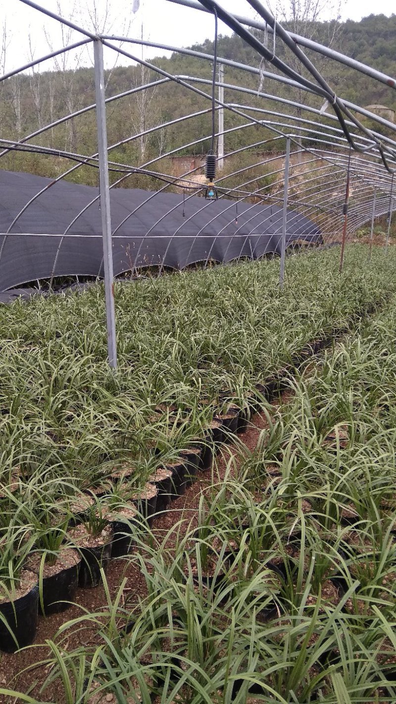 兰草熟草，每盆十五苗以上