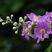 紫薇籽种新采种子美国红火箭紫薇种子国旗红花