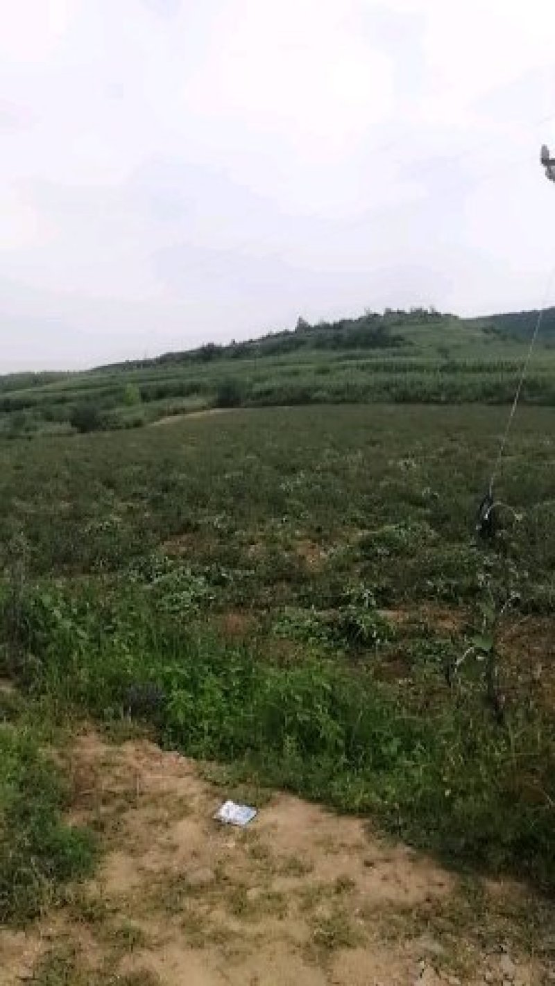 苍术