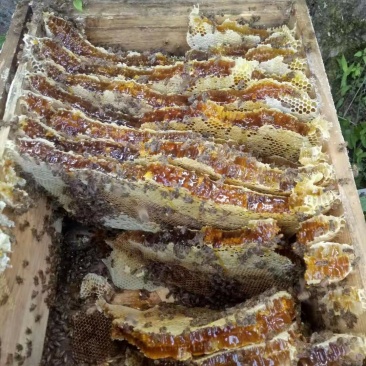 蜂蜜秦岭深山镇安农家百花蜜结晶蜜原蜜正品假一赔十