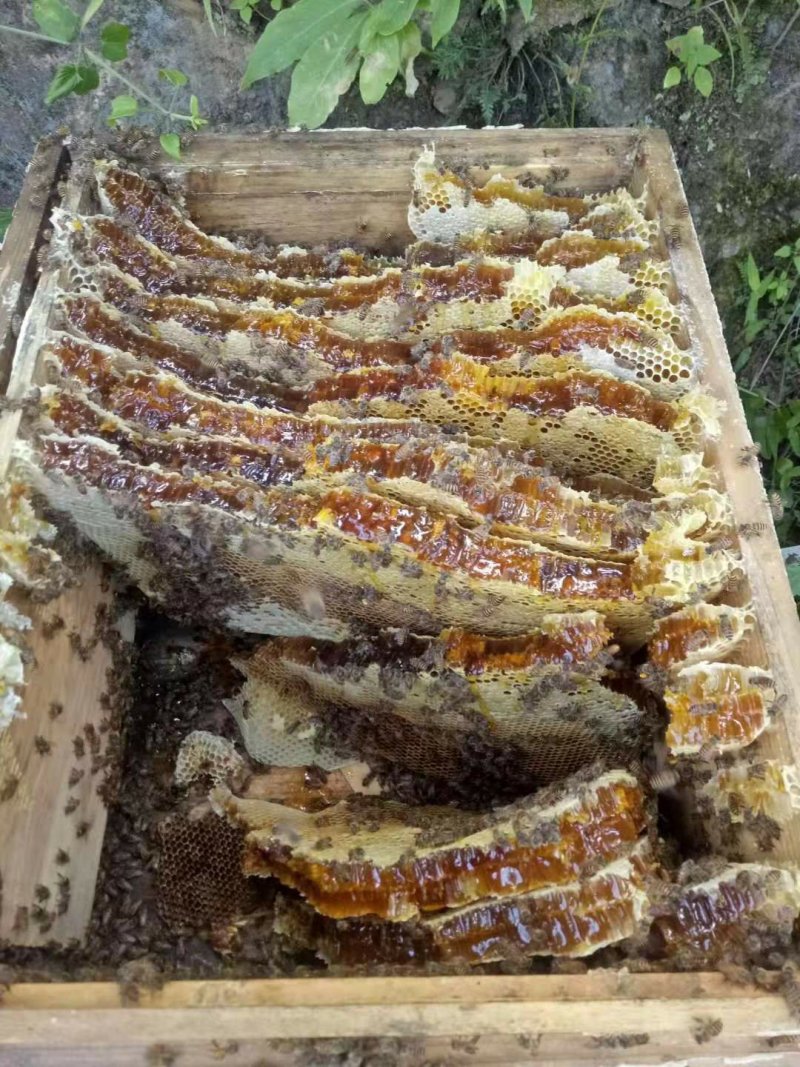 蜂蜜秦岭深山镇安农家百花蜜结晶蜜原蜜正品假一赔十