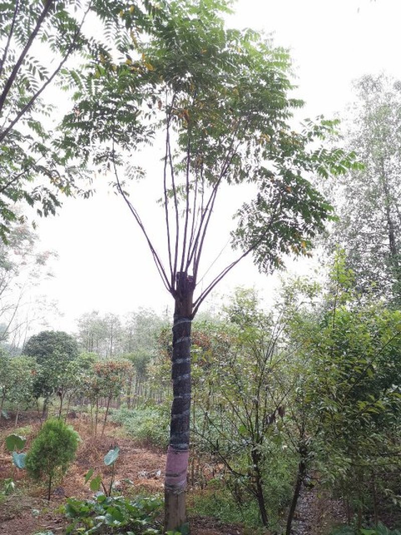 15-20栾树苗圃直供批发指树挖树手续齐全包上车
