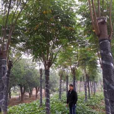 15-20栾树苗圃直供批发指树挖树手续齐全包上车