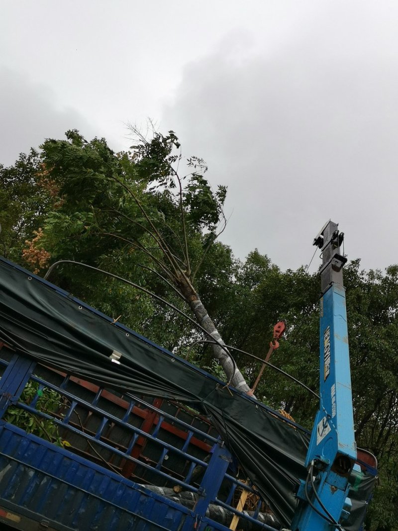 15-20栾树苗圃直供批发指树挖树手续齐全包上车