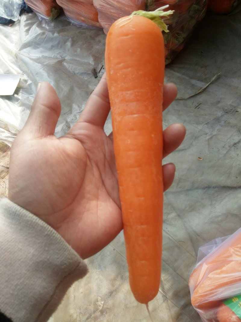 胡萝卜精品水洗胡萝卜土萝卜各种规格包装都支持加工厂养殖场