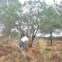 丛生香泡丛生香橼自家移植苗圃货指树挖树