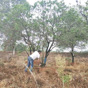 丛生香泡丛生香橼自家移植苗圃货指树挖树