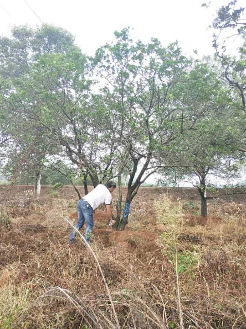 丛生香泡丛生香橼自家移植苗圃货指树挖树