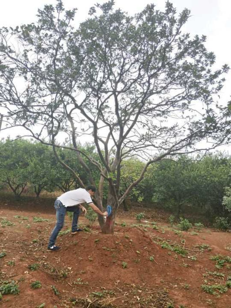 丛生香泡丛生香橼自家移植苗圃货指树挖树