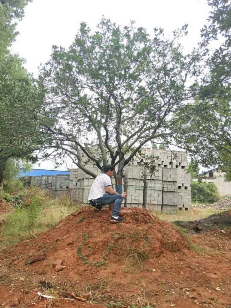 丛生香泡丛生香橼自家移植苗圃货指树挖树