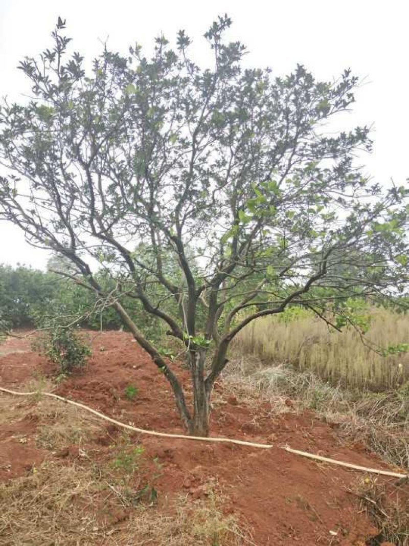 丛生香泡丛生香橼自家移植苗圃货指树挖树