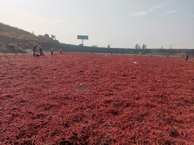 无把线椒红椒香辣量大从优欢迎联系品质保障