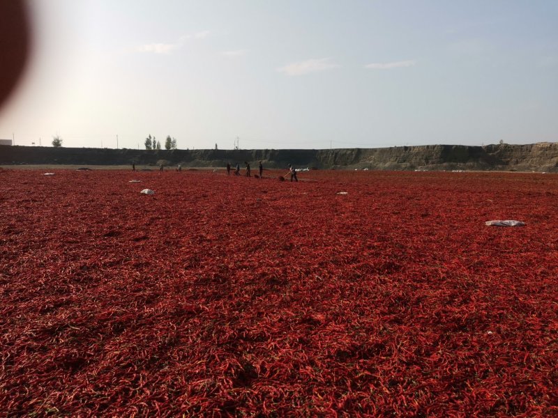 无把线椒红椒香辣量大从优欢迎联系品质保障