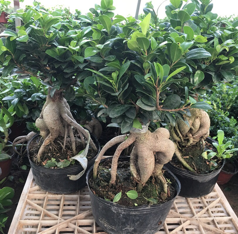榕树人参榕树榕树盆景榕树小叶榕树