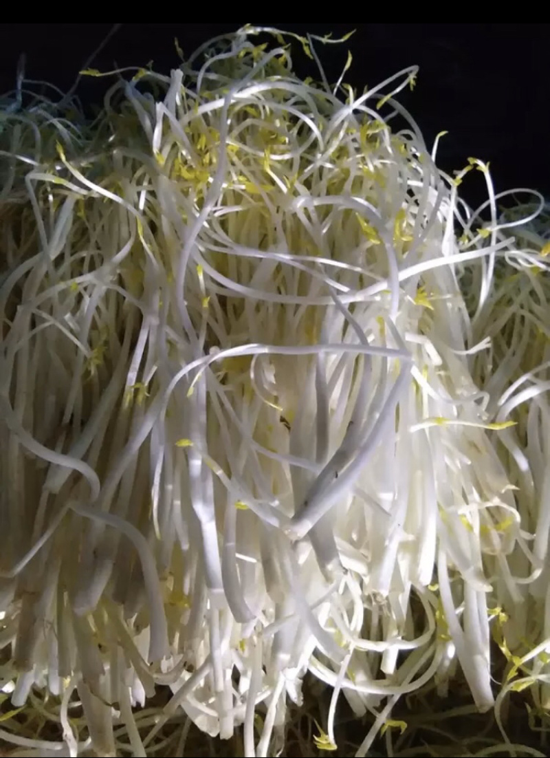 芹芽