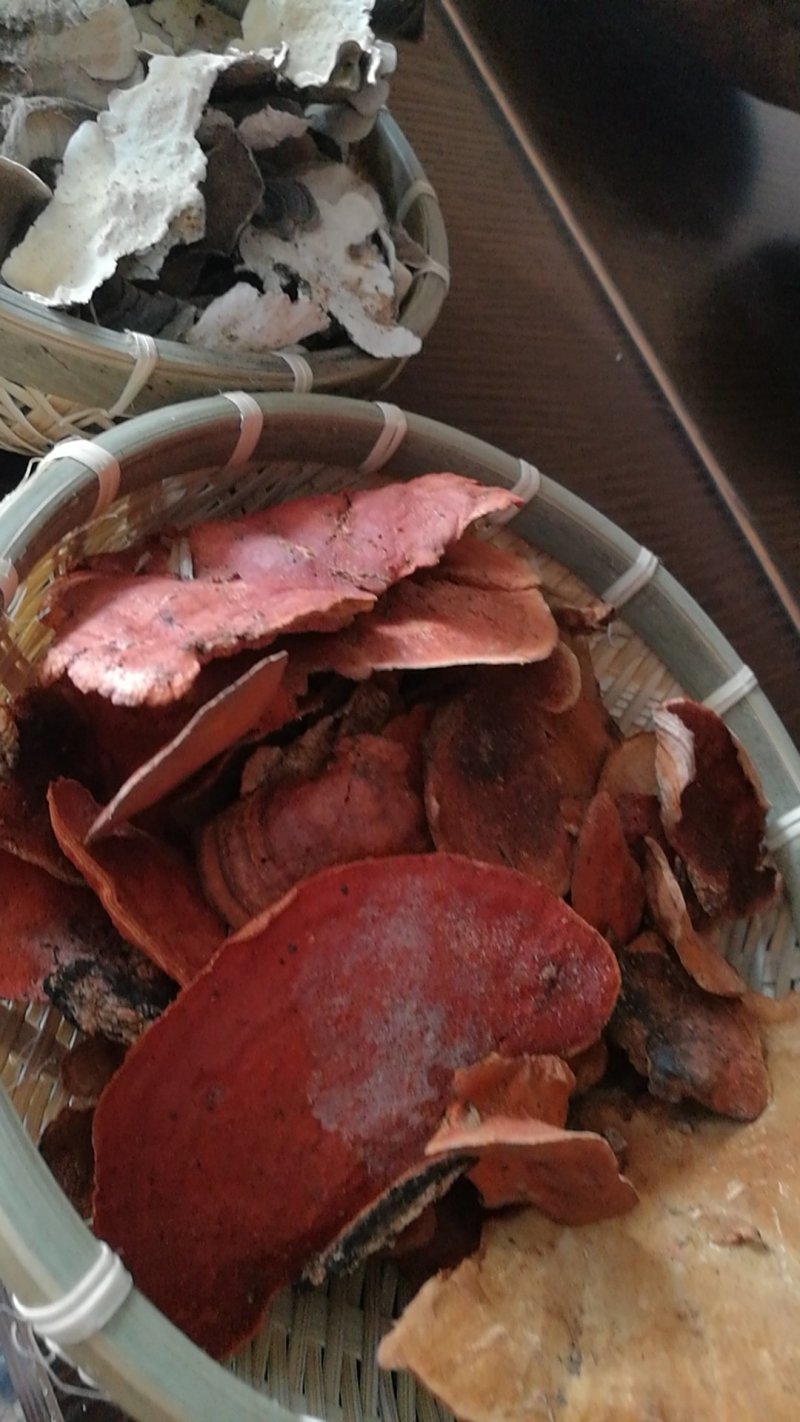 野生红栓菌干品大量批发