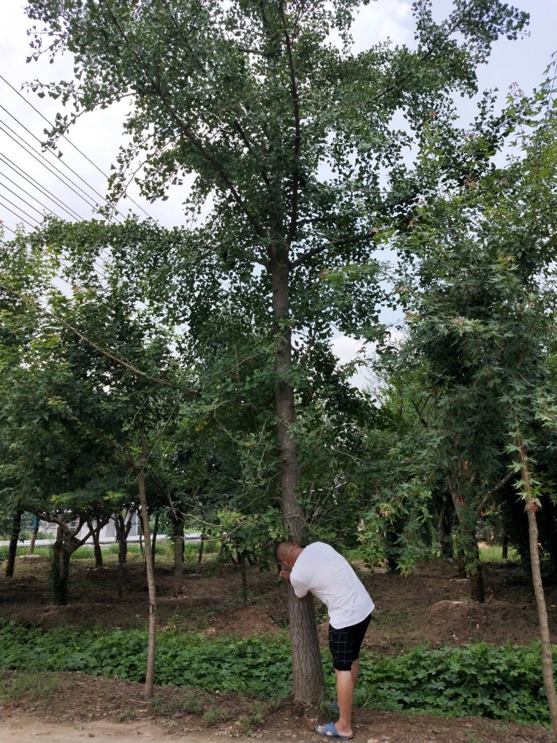 银杏树国槐白蜡樱花法桐等各种规格苗木