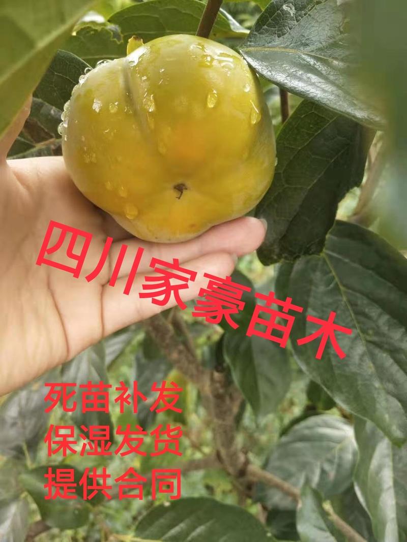 脆柿苗，台湾脆柿柿嫁接柿子苗保证结果