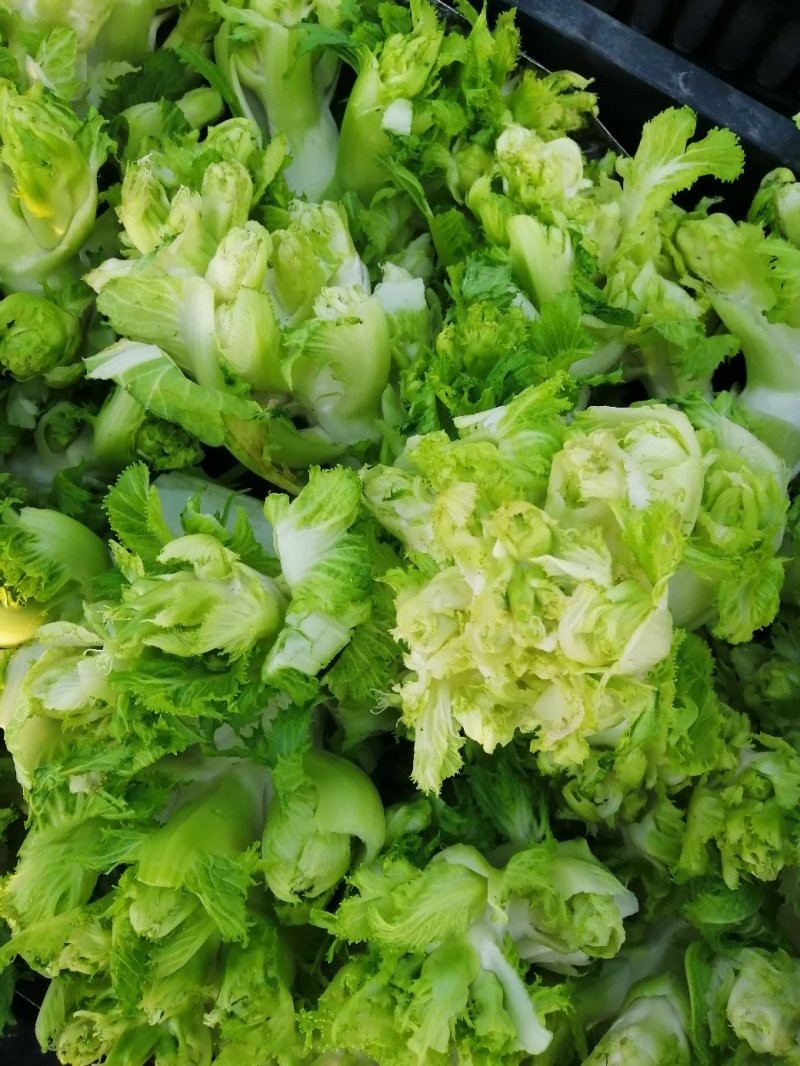 安徽精品儿菜/儿菜头/大量供应市场/电商/一手货源/全国发货