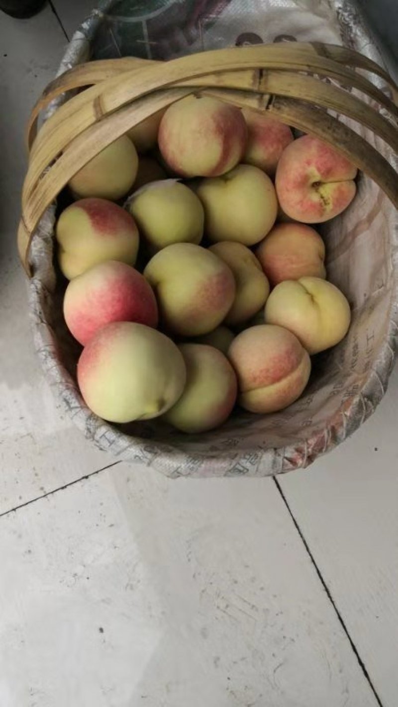 映霜红桃