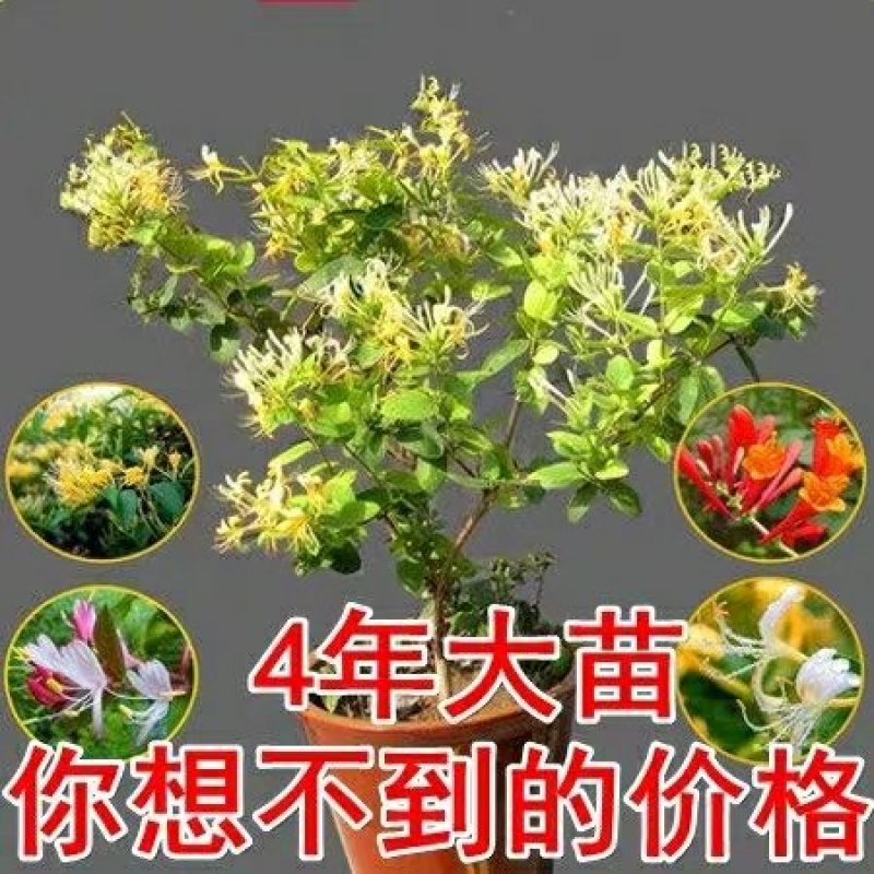 金银花盆四季开花绿植花老桩金银花红色金银花基地直发