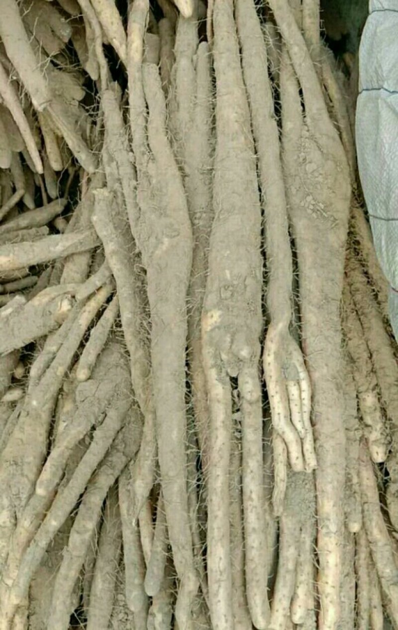 编号F01精品优质小白嘴白山药{巴掌货}