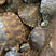 黄耳，绿耳龟，深水龟，冷水养，观赏性强