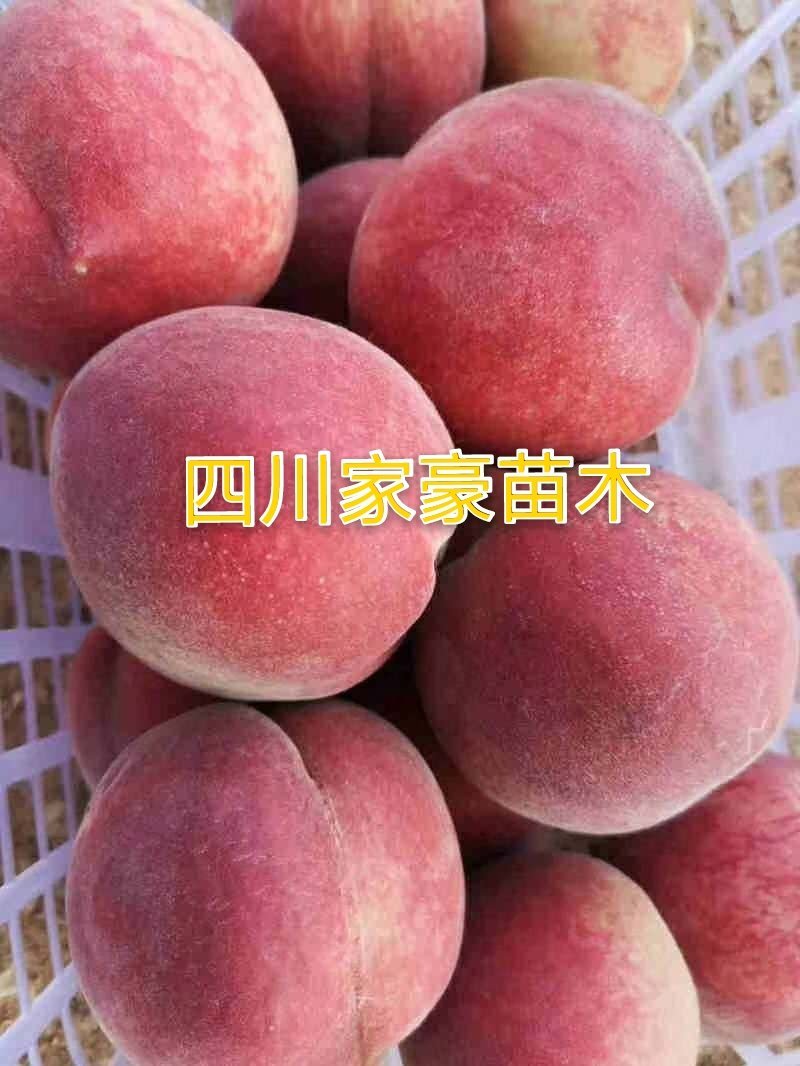 水蜜桃嫁接苗产地直销现挖现发保证成活率包结果