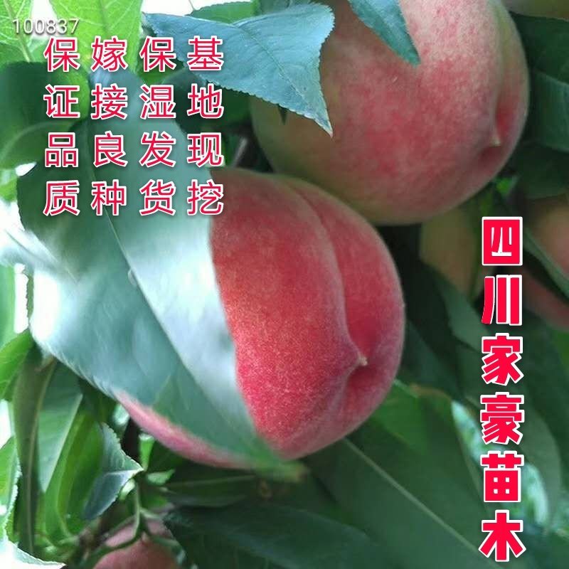 水蜜桃嫁接苗产地直销现挖现发保证成活率包结果