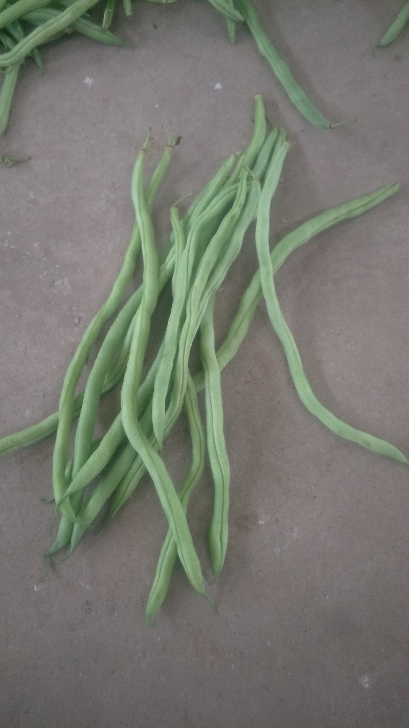 无筋豆