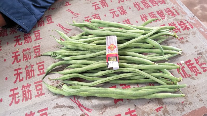 无筋豆