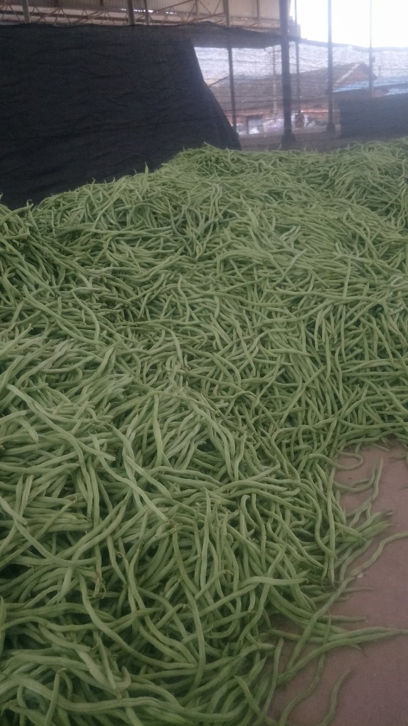 无筋豆