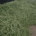 无筋豆