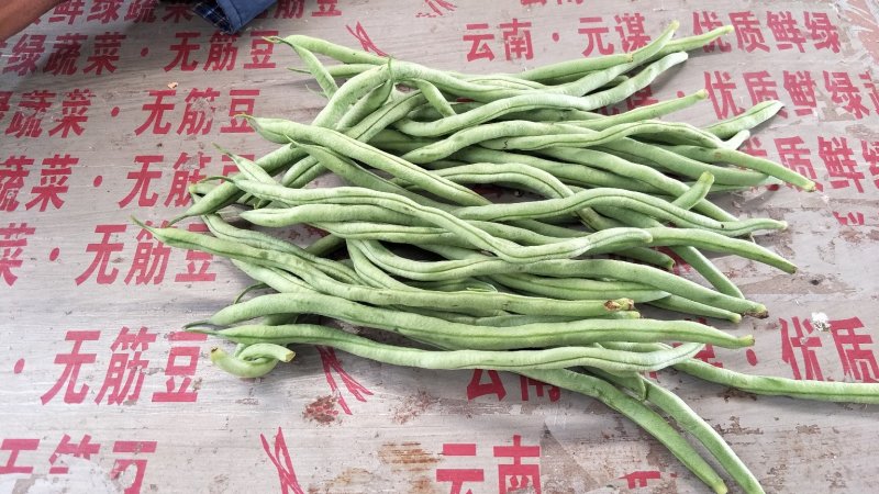 无筋豆