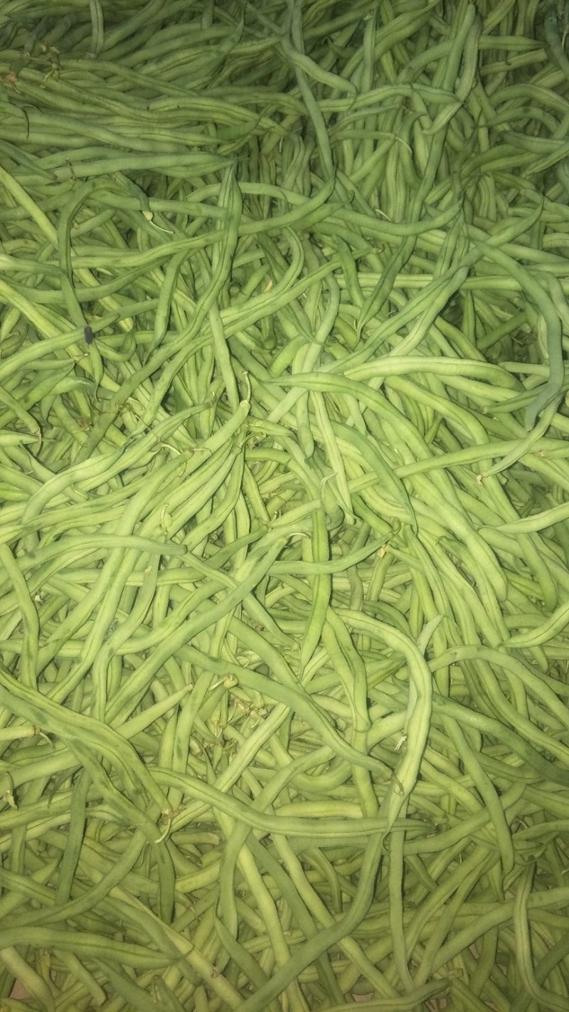 无筋豆