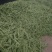无筋豆