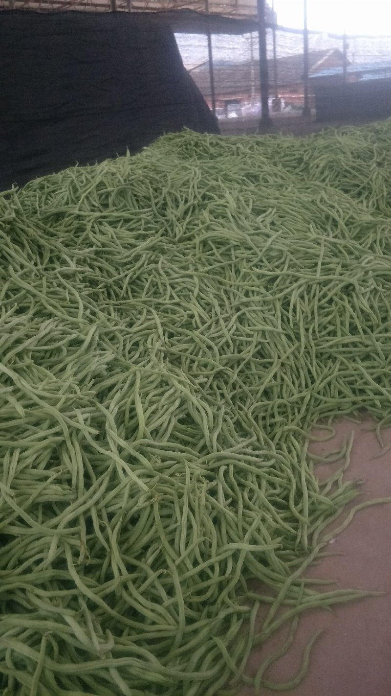 无筋豆