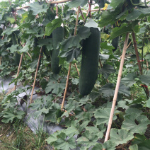 顶级黑皮冬瓜