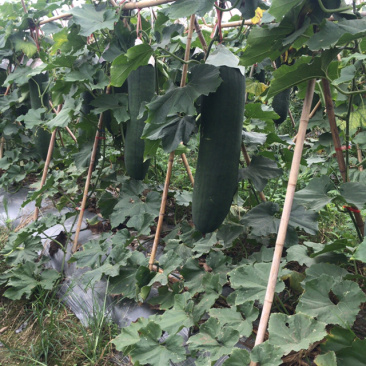 顶级黑皮冬瓜