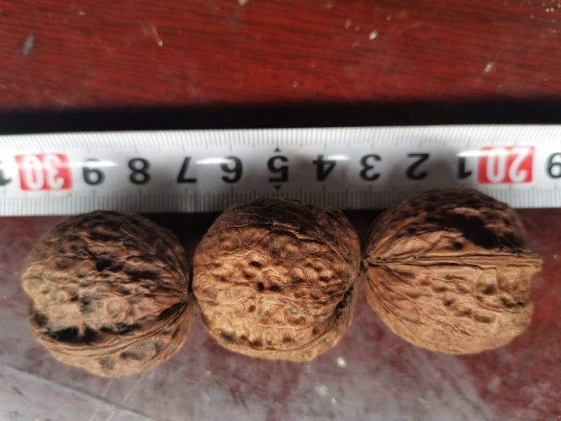 产地直销质量保证包退包换云南红桐核桃桐子核桃