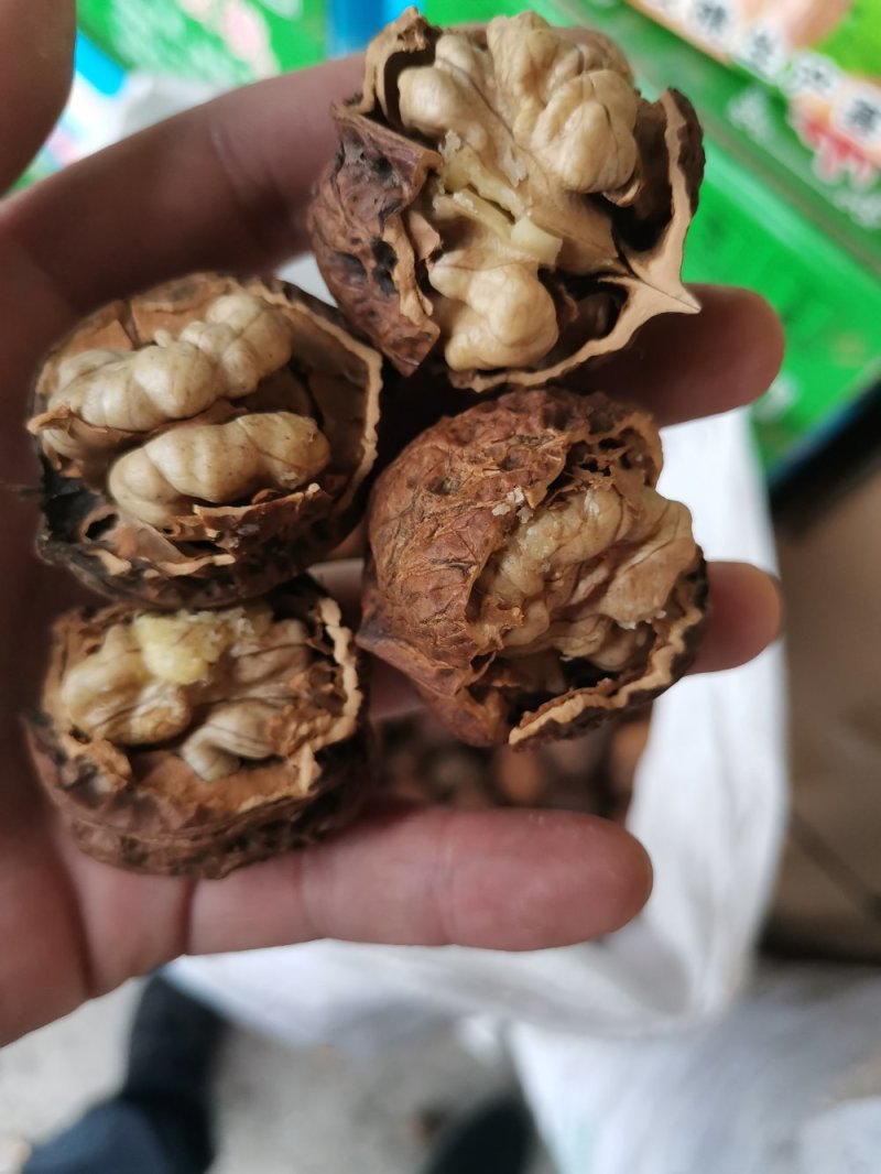 产地直销质量保证包退包换云南红桐核桃桐子核桃