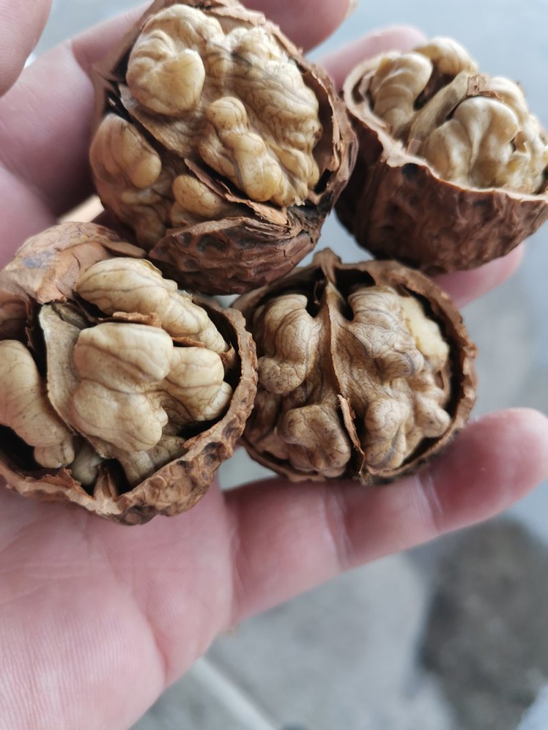 产地直销质量保证包退包换云南红桐核桃桐子核桃