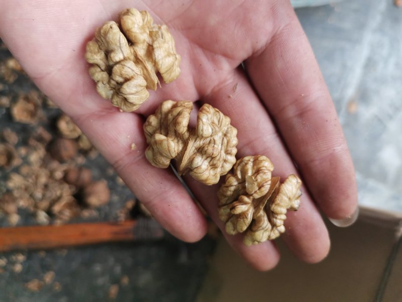 产地直销质量保证包退包换云南红桐核桃桐子核桃