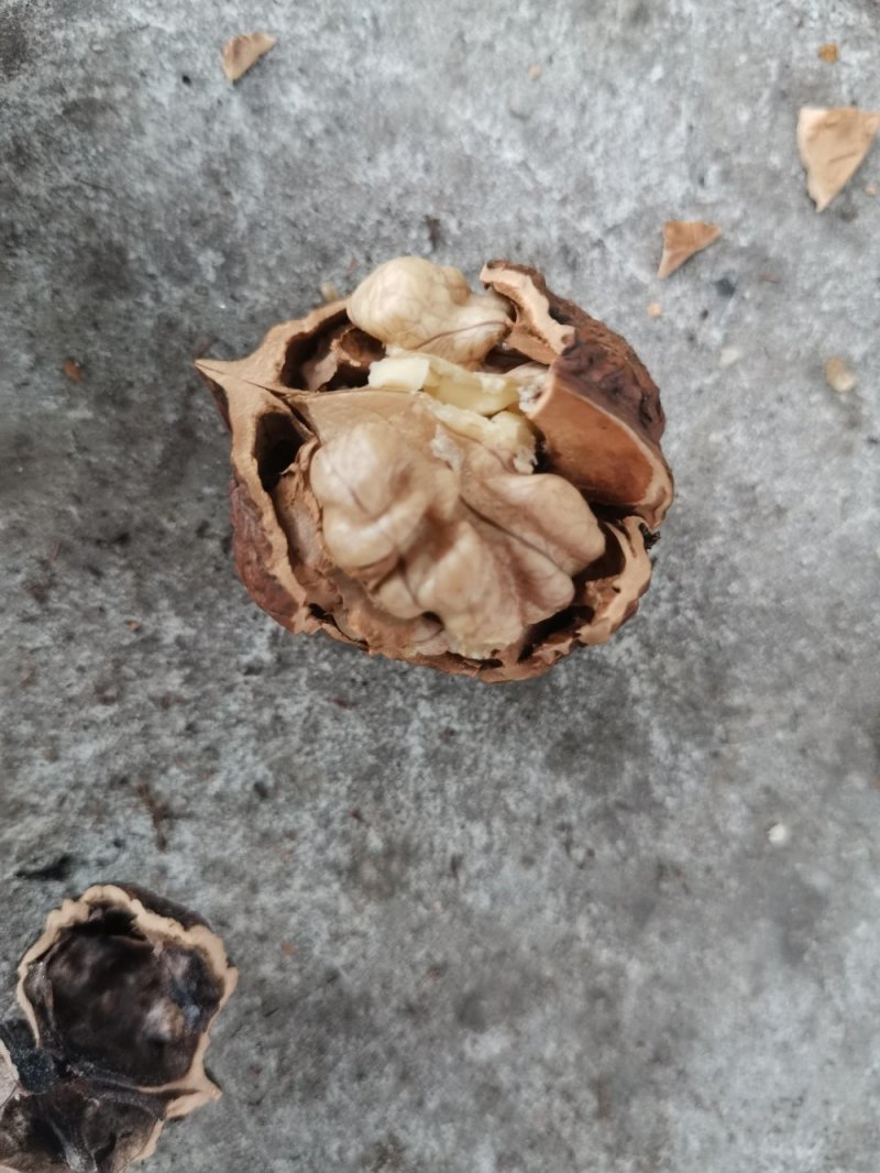 产地直销质量保证包退包换云南红桐核桃桐子核桃