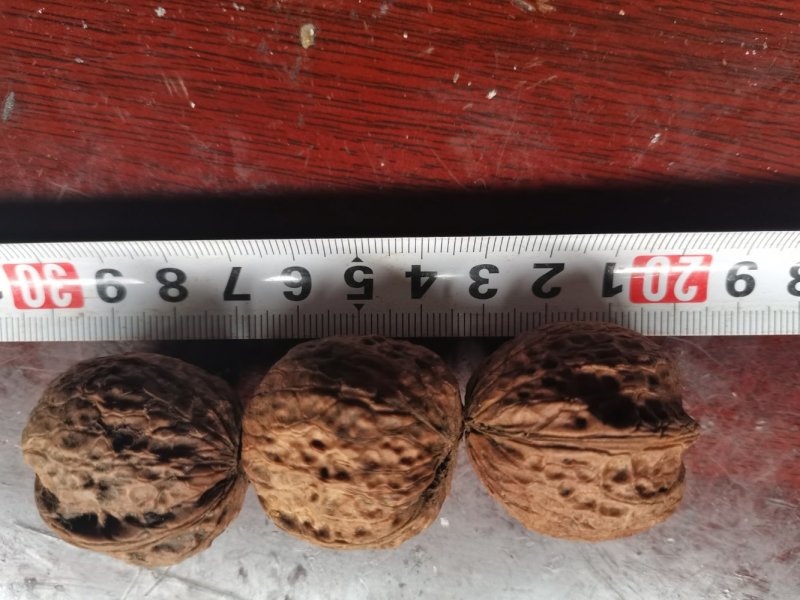 产地直销质量保证包退包换云南红桐核桃桐子核桃