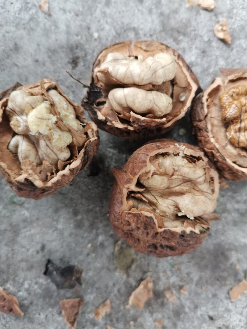 产地直销质量保证包退包换云南红桐核桃桐子核桃