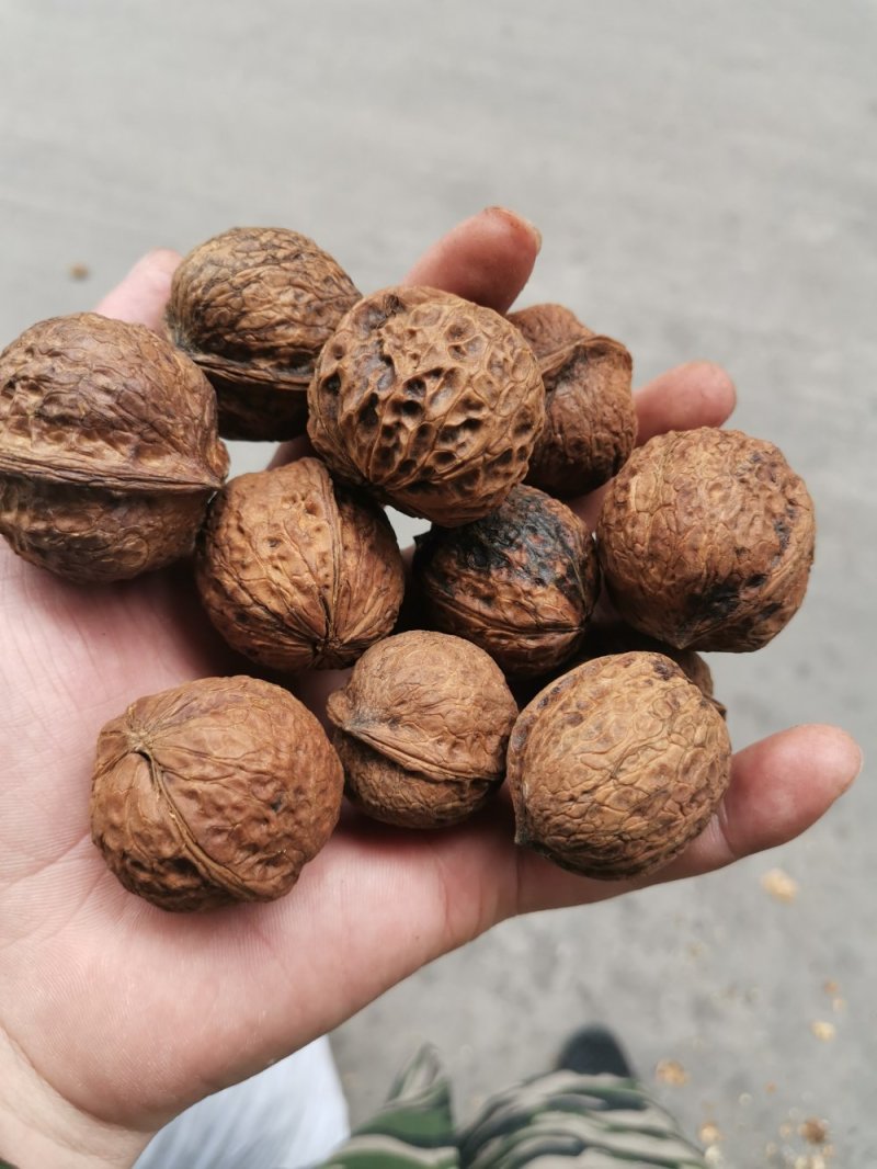 产地直销质量保证包退包换云南红桐核桃桐子核桃